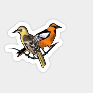 Bullock's Orioles Sticker